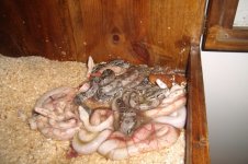 Selene Litter Pics 6-30 (10).JPG