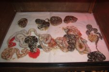 Selene Litter Pics 6-30 (12).JPG