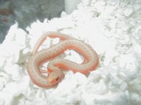 Eastern flame albino cross @ 57 days old 3.JPG