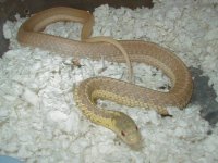04 24 2008 Eastern albino Schuett adult female gravid 2.JPG
