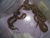 babies 02.jpg