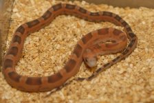 Scaleless Texas Ratsnake.jpg