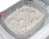 Incubator 004 - sm.jpg