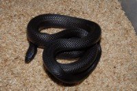 med_mexican_black_kingsnake.jpg