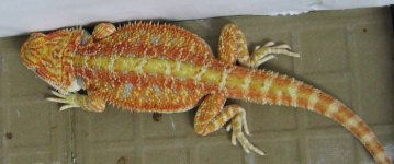 (Hypo female  9' in pic) Chris Red-RedYellow-Red-Het Pastel x Cawley Red-HypoRed-OGG 6-10-2010b.jpg
