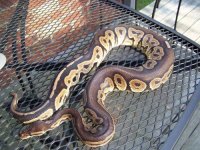 07 Cinny Male Sire.jpg