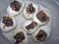 08 BB Cinny clutch hatching.jpg