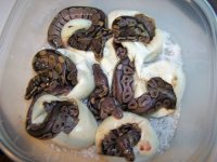 08 BB Cinny clutch hatching4.jpg