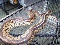 07 Cinny Male Sire2.jpg