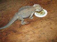 IMG_0725.jpg