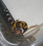 IMG_1253.JPG