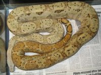 hogg male & lvr hypo fem 005.jpg