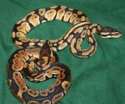 snake300.jpg