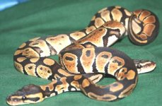 snake350.jpg