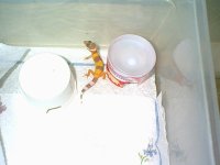 geckob2.JPG