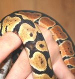 snake3001.jpg