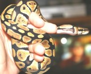 snake3501.jpg