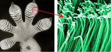 gecko-foot.jpg
