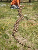 Retic 032.JPG