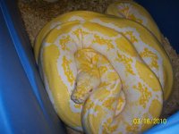 retic 023.jpg