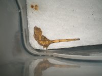 CIMG9419.jpg