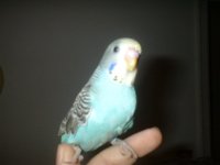 bird2.jpg