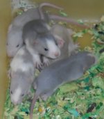 DSCN1217.JPG