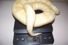 albinoscale.jpg