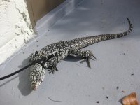 IMG_6505.jpg
