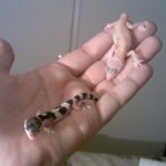 babies.jpg
