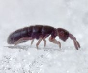 springtail.jpg springtail.jpg