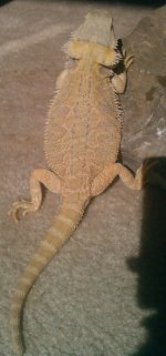 IMAG1062-1.jpg
