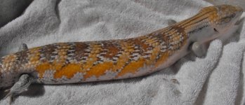 skink 001.jpg