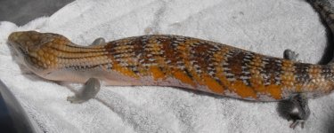 skink 003.jpg