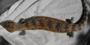 skink 004.jpg