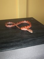 IMG_5386.jpg