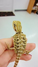 Probable Female 2.jpg