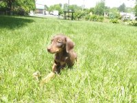 doberman.jpg