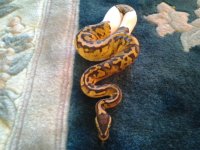 pastel pied carpet.jpg