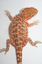 hetleatherholdbackmale.jpg