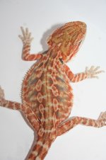 redleathermalehettransposshethypo.jpg