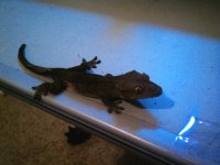 Black Crested Gecko.jpg