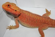 Charmander.jpg