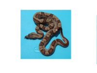 hypo female mot.jpg
