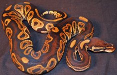 male black pastel.jpg