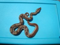 hypo female mot 2.jpg