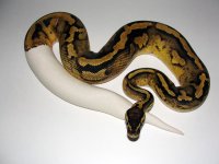 2011_Pastel_Pied_male.jpg
