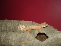 C. elok male.jpg