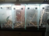 10 gallon arboreals.jpg