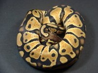 Pastel Male 2.jpg